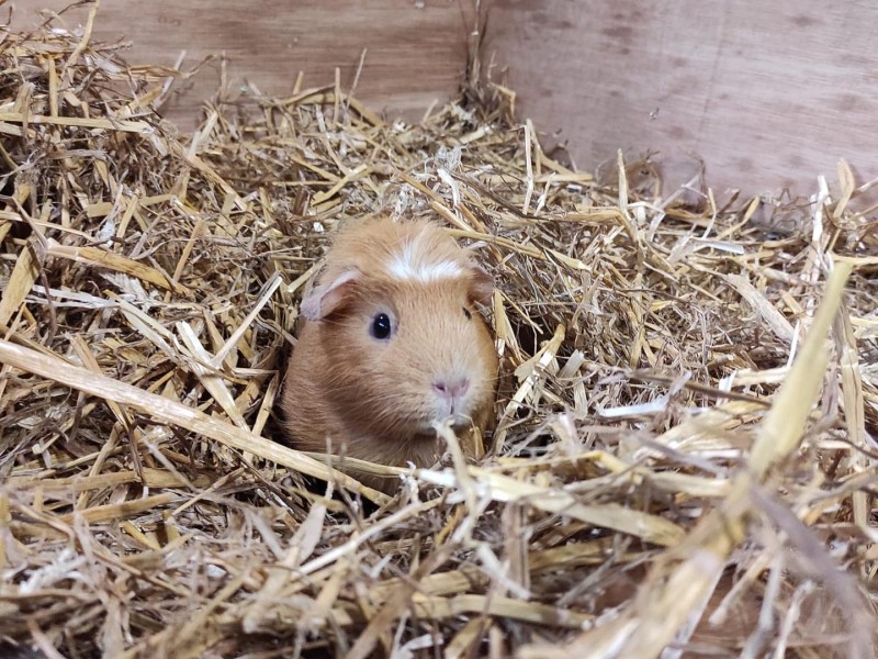 Encounter Amazing Animals at Our Petting Farm - Attwell Farm Park