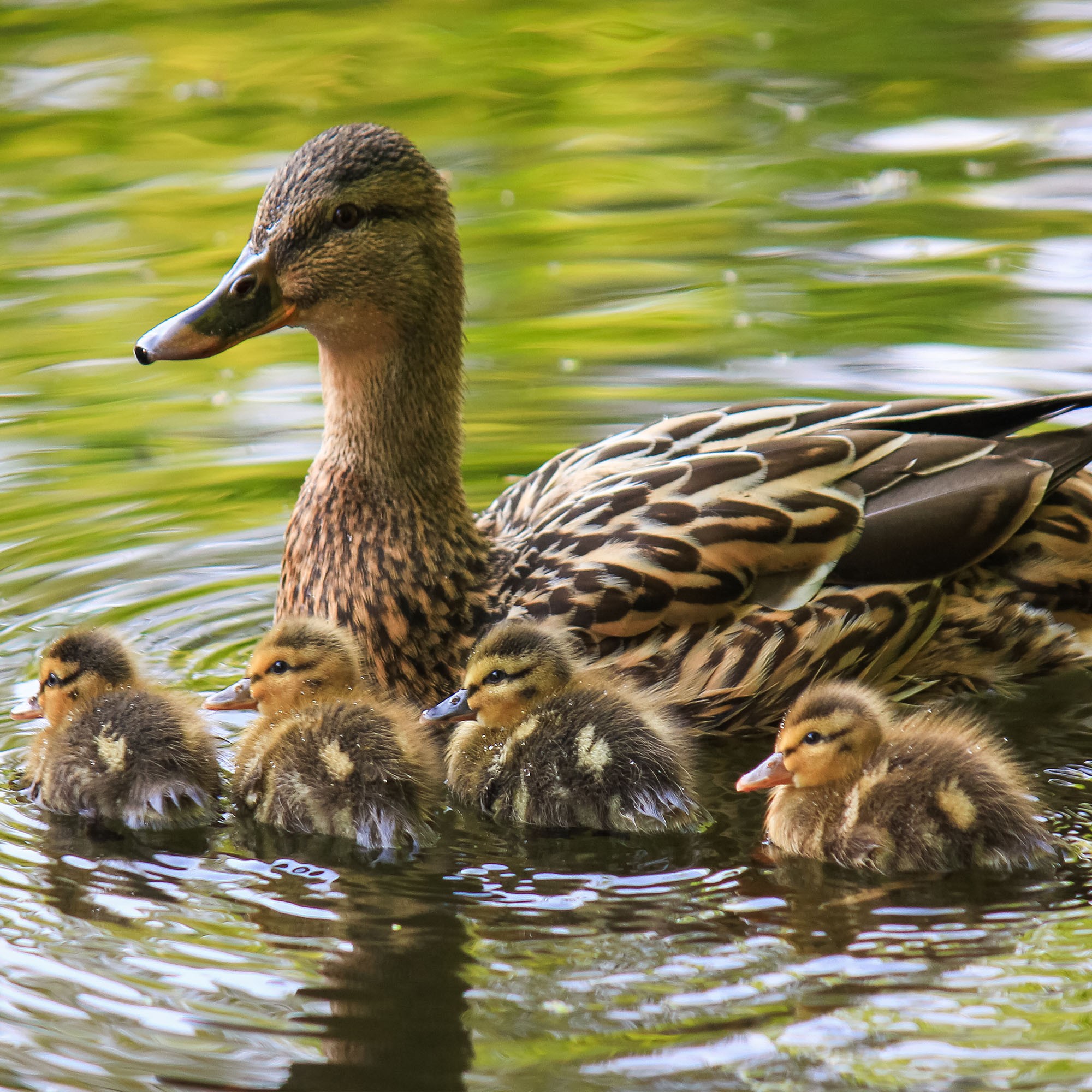 The Water-Fowl Pond