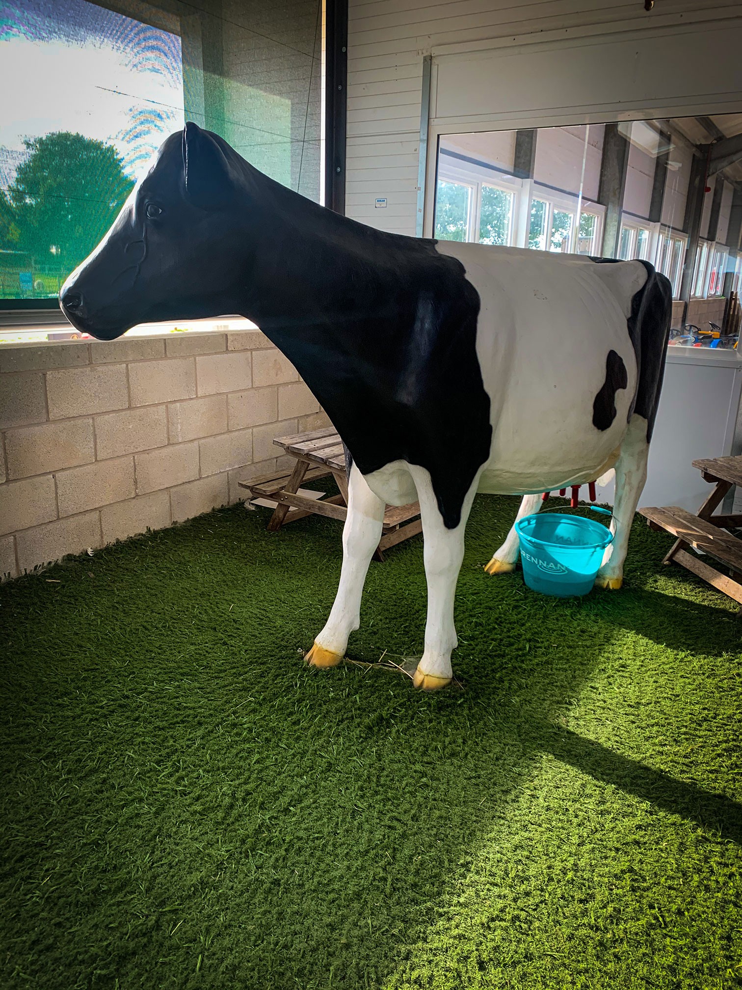 Mooana the Milking Cow