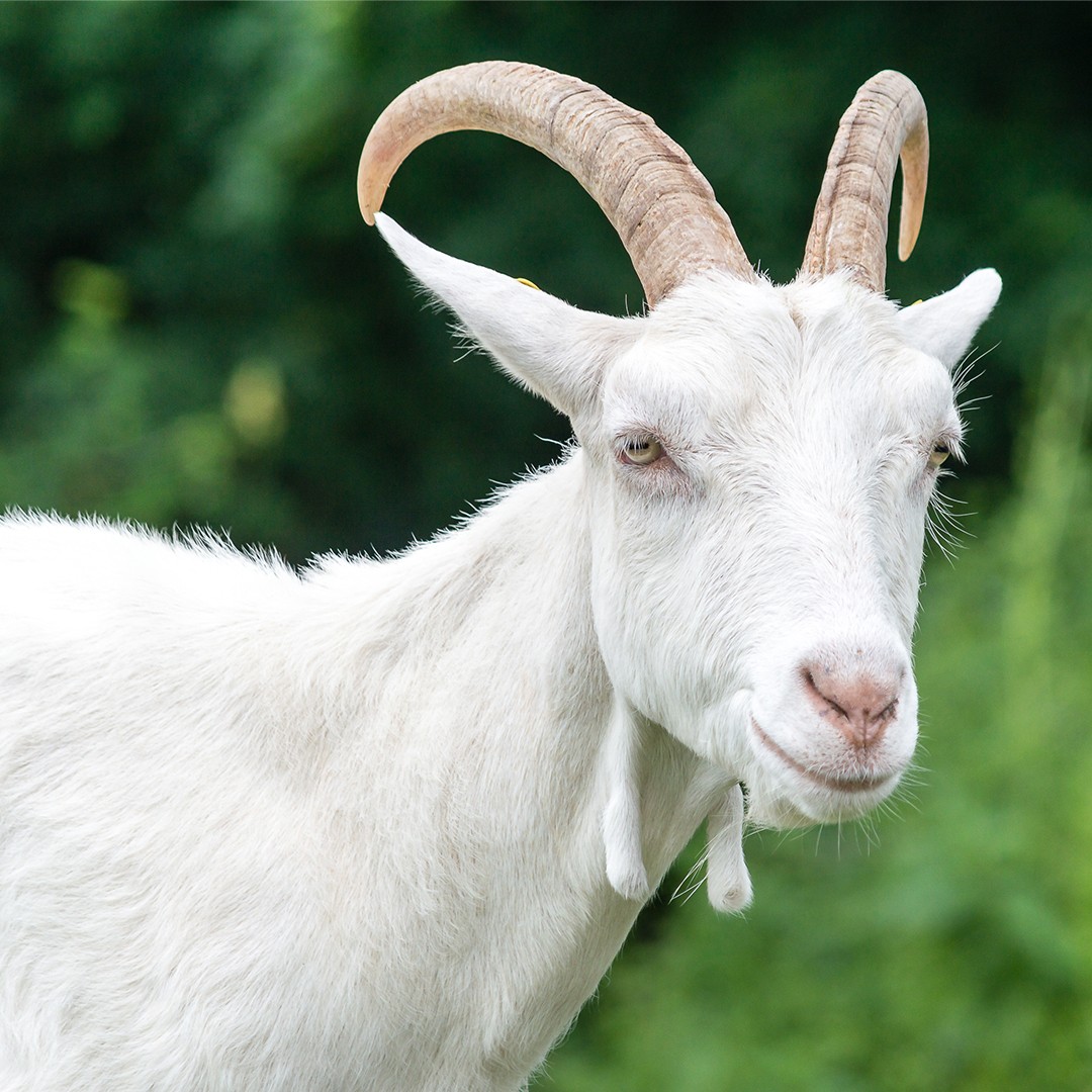 Saanen Goat