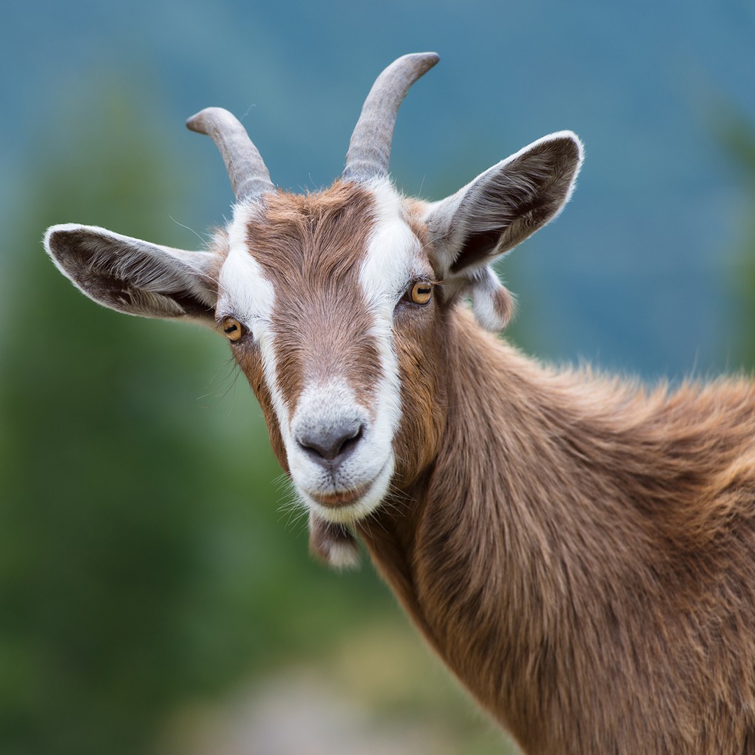 Toggenburg Goat