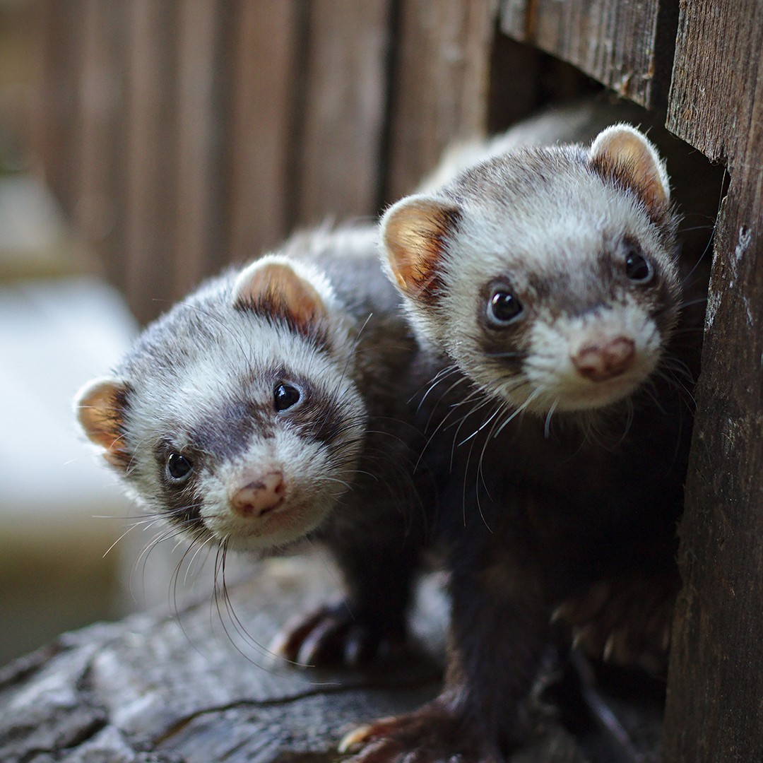 Ferrets