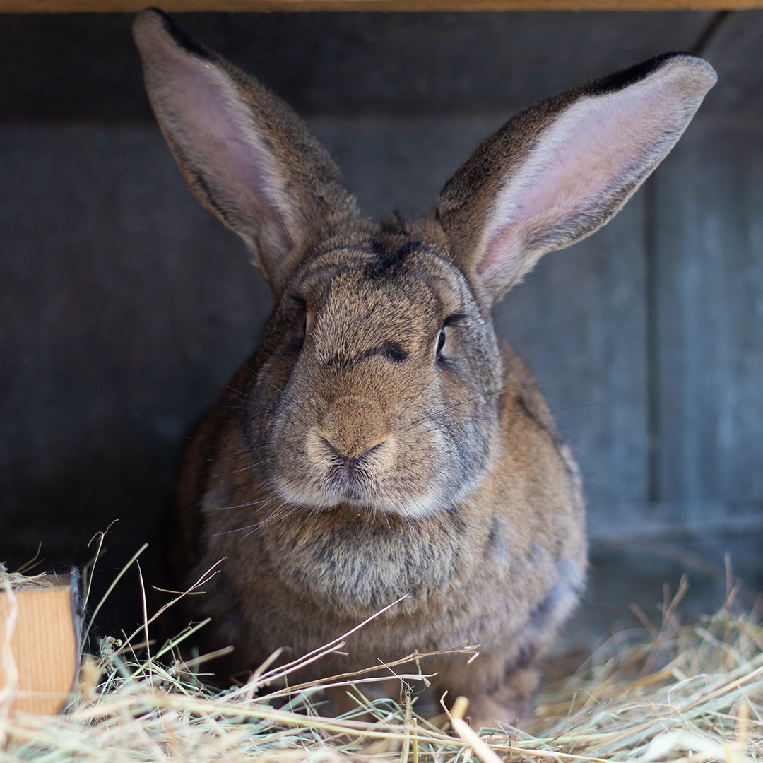 Giant Rabbits