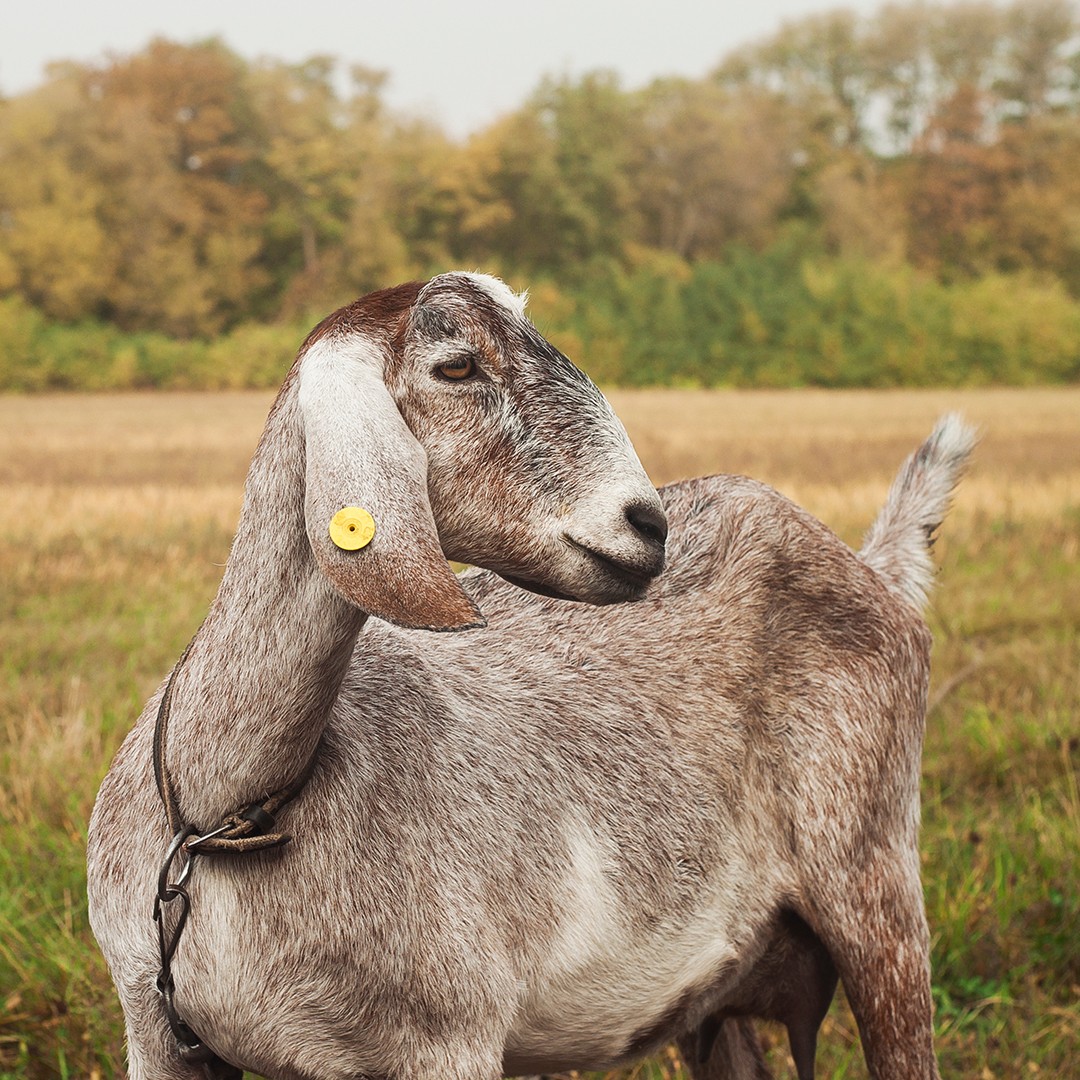 Anglo-Nubian Goats