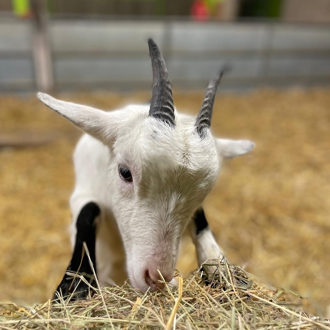 Pygmy Goats