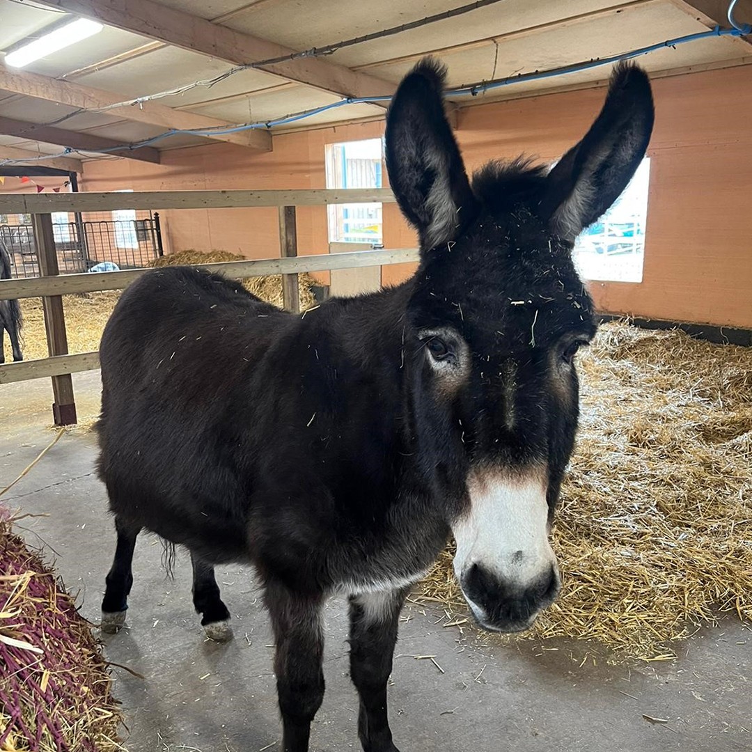 Joy the Donkey