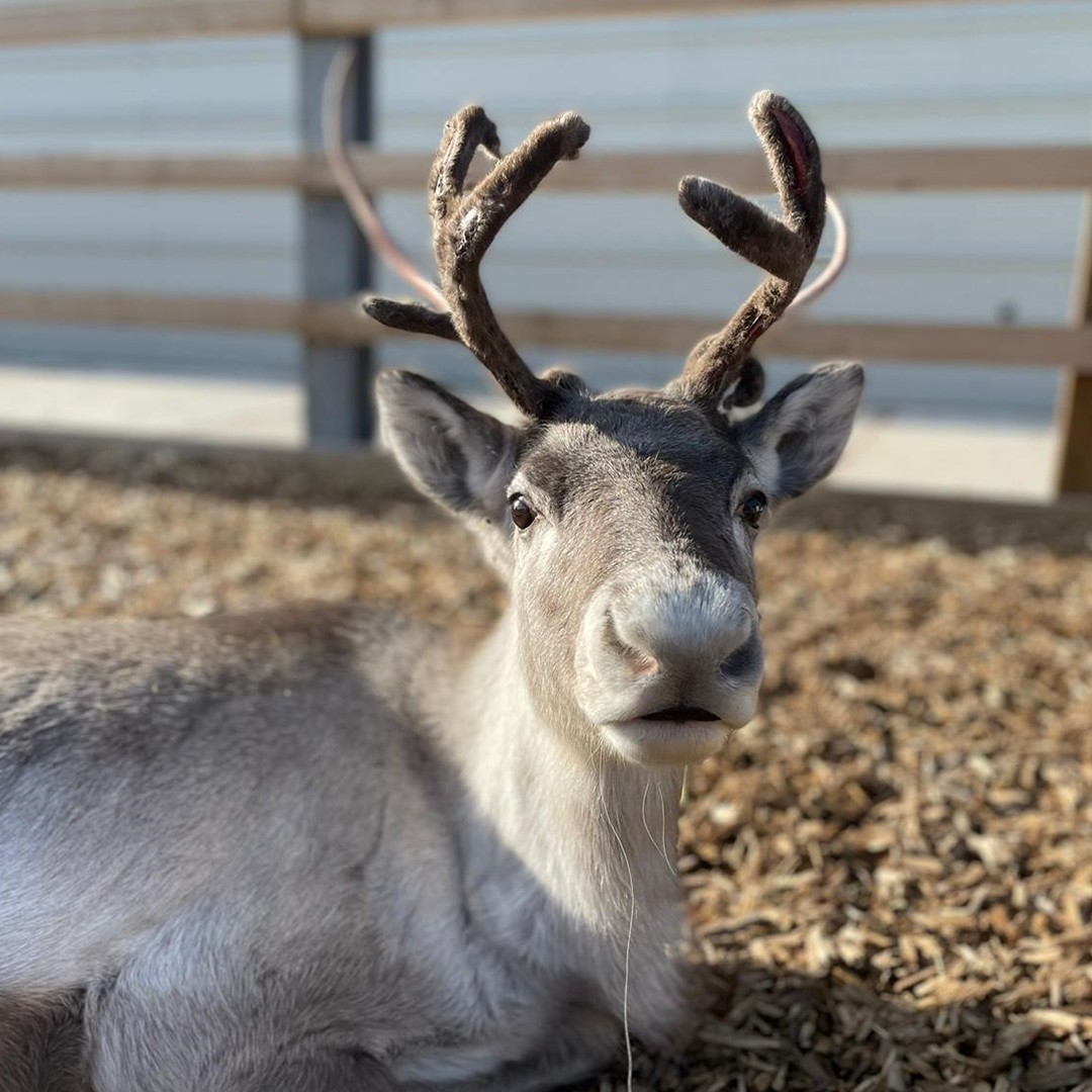 Reindeers