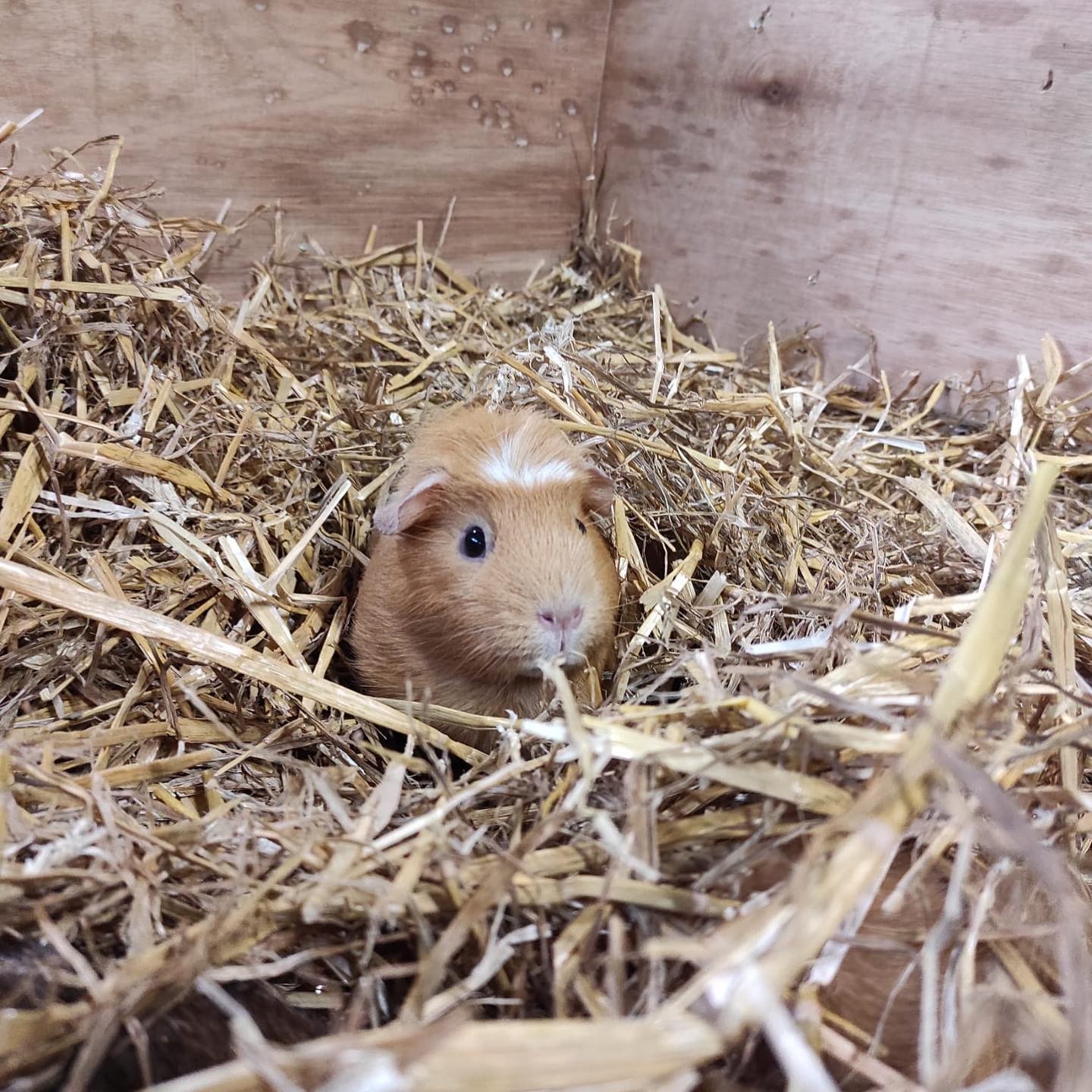 Guinea Pig In a Box of Hay