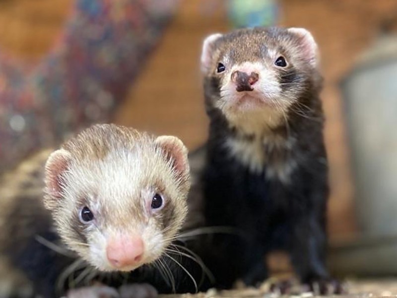 Two Ferrets Looking Into the Camera