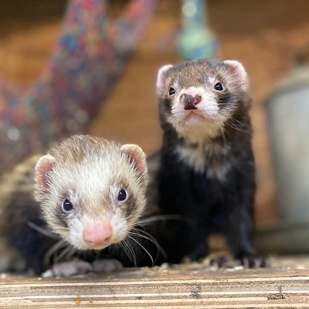Two Ferrets Looking Into the Camera