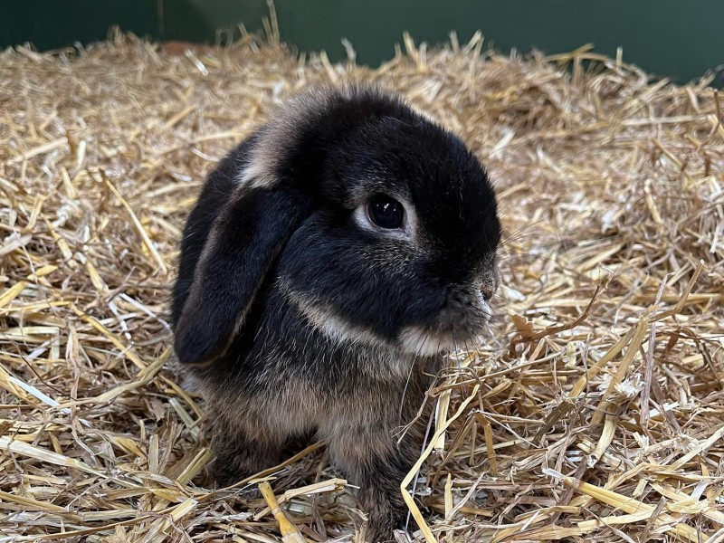 Cute Little Rabbit Sitting on Hay
