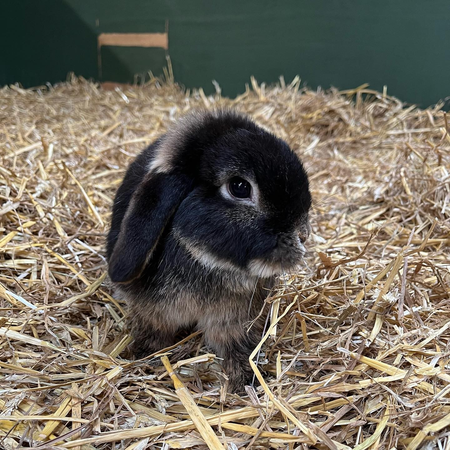 Cute Little Rabbit Sitting on Hay
