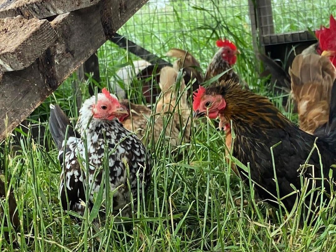 Petting Farm - Why Visit Attwell Farm Park