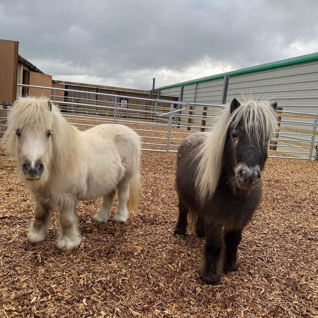 Two Miniature Ponies