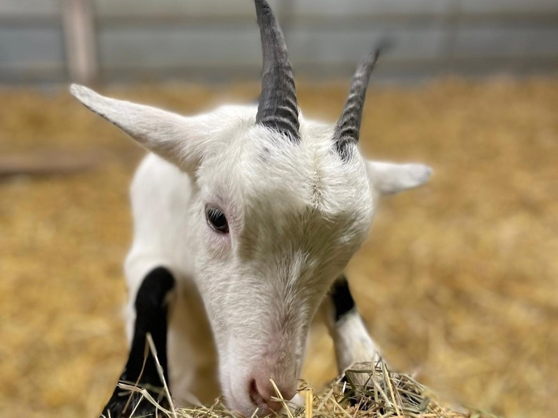 White Goat With Horns Eating Hay