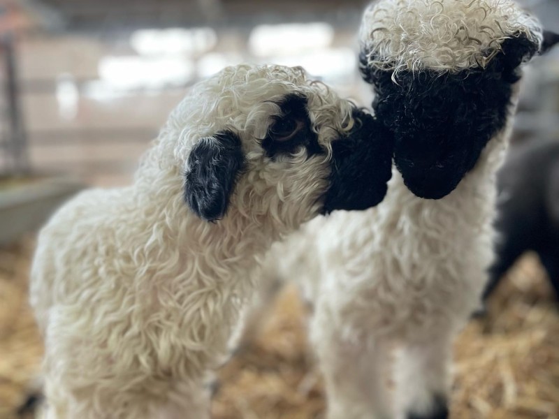 Two Fluffy Sheep Showing Each Other Affection
