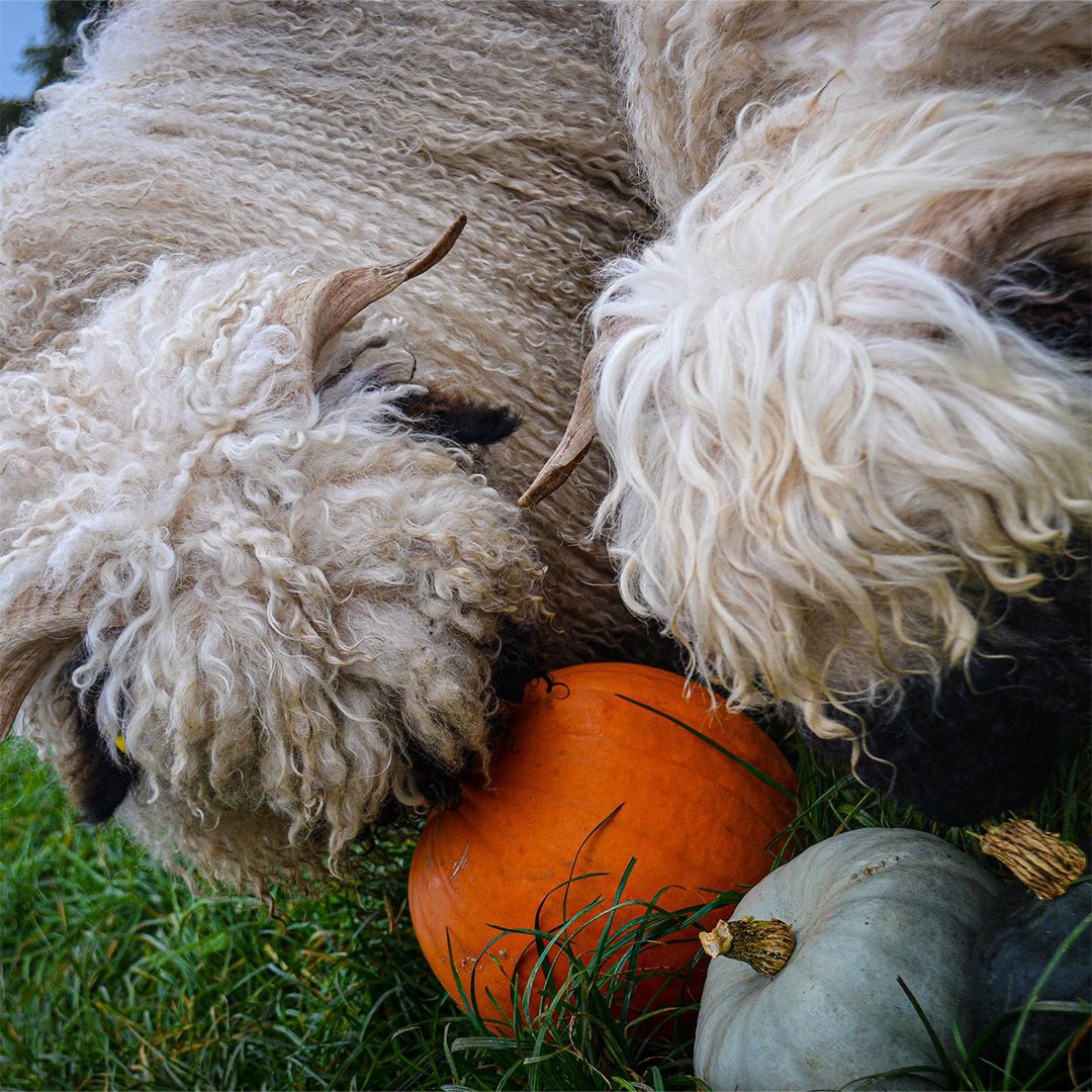 Halloween Sheep