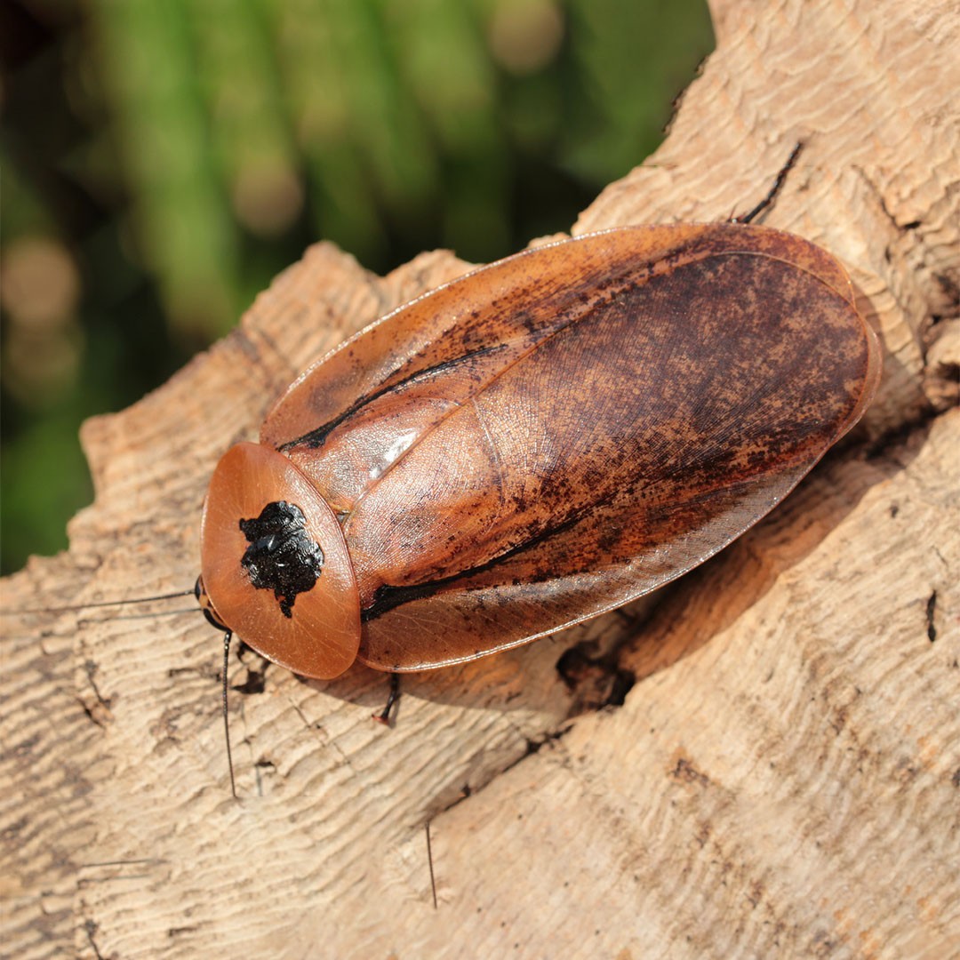 Giant Peppered Leaf Cockroach