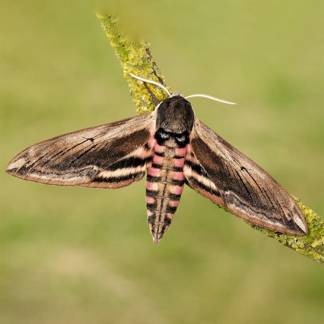 Privet Hawk Moth