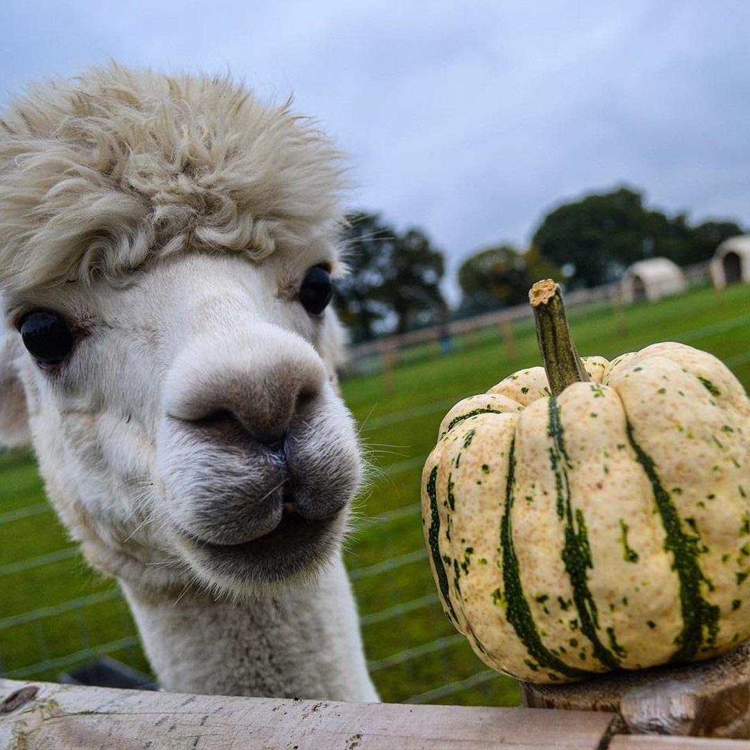 Halloween Alpaca