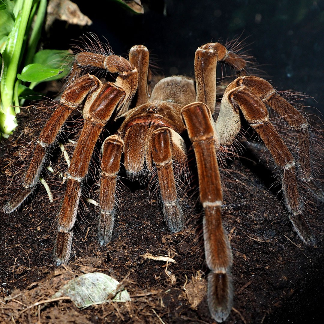 Goliath Tarantula