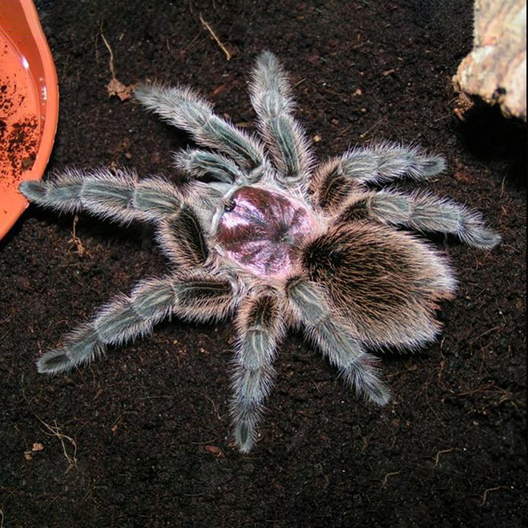 Chilean Rose Tarantula