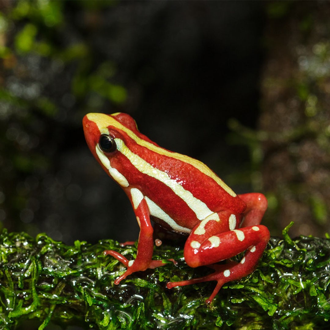 Phantasmal Poison Dart Frog