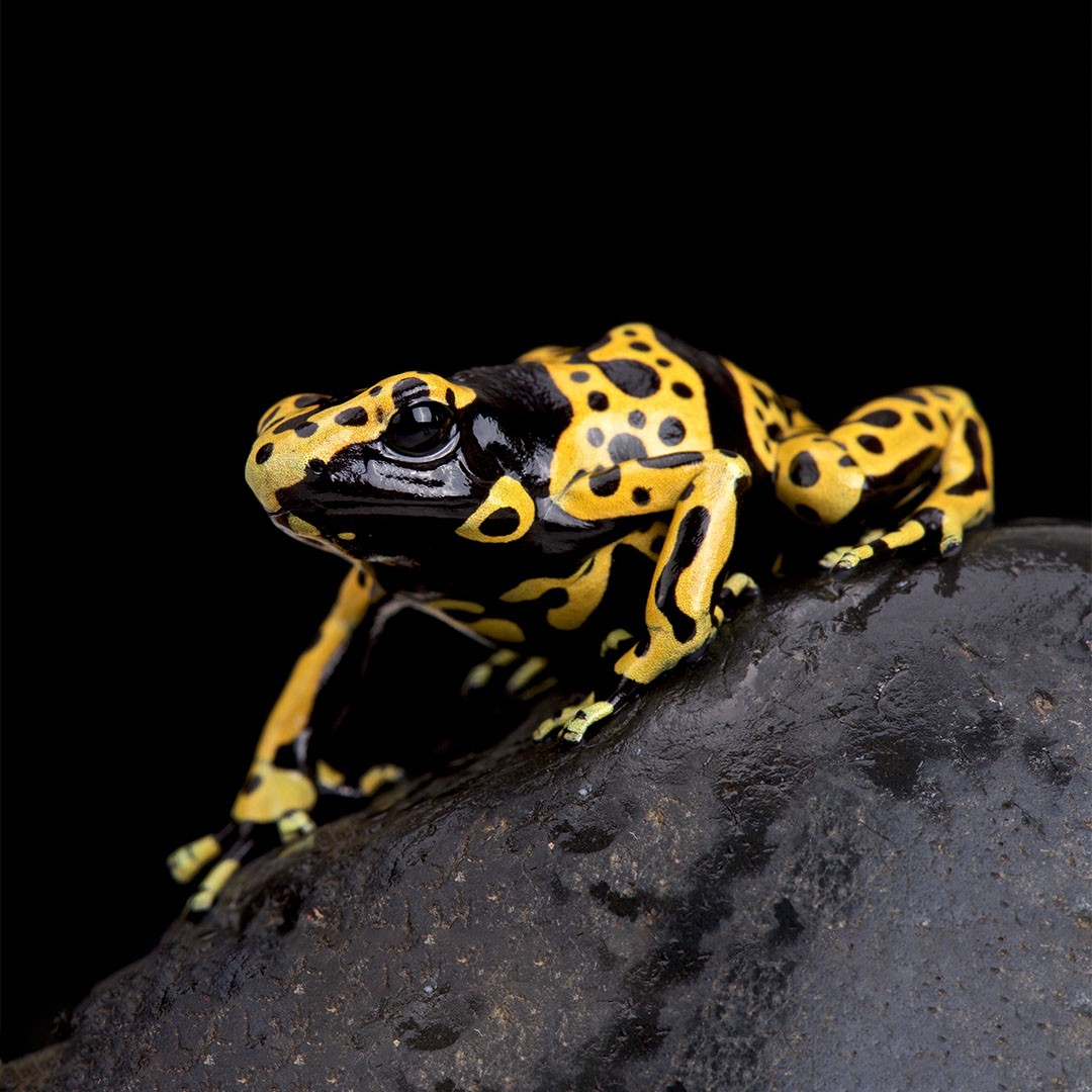 Bumblebee Poison Dart Frog