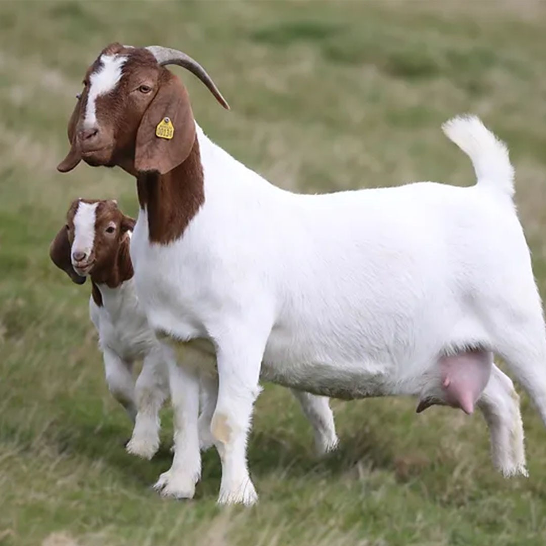 Boer Goats