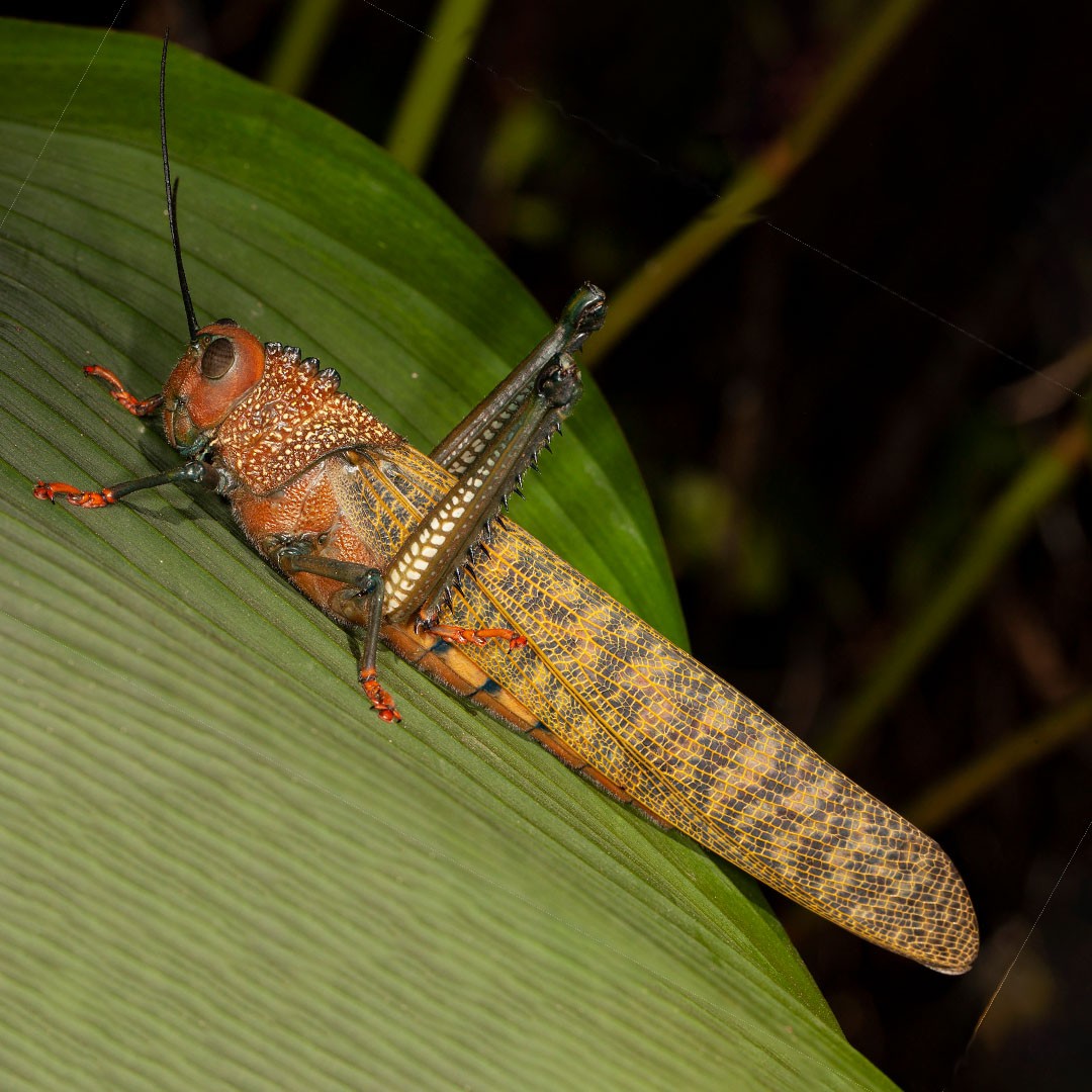 Giant Red Winged Grasshopper