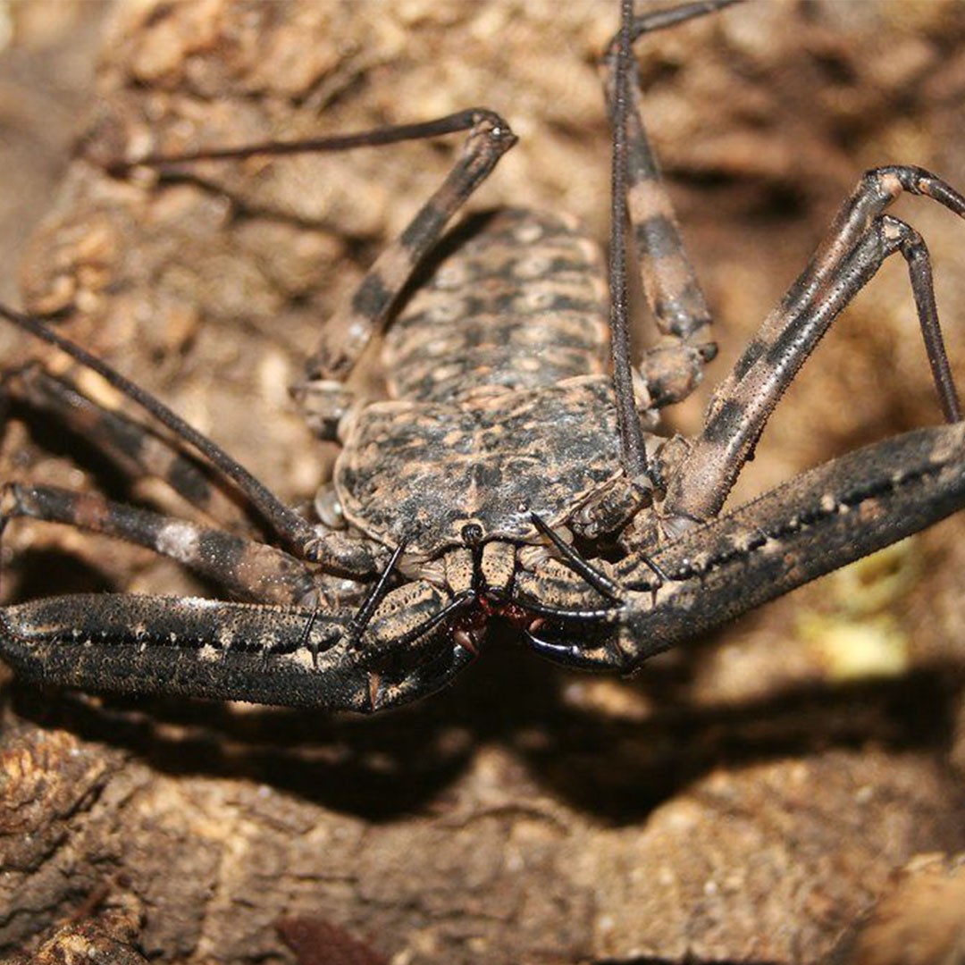 Tailless Whip Scorpion