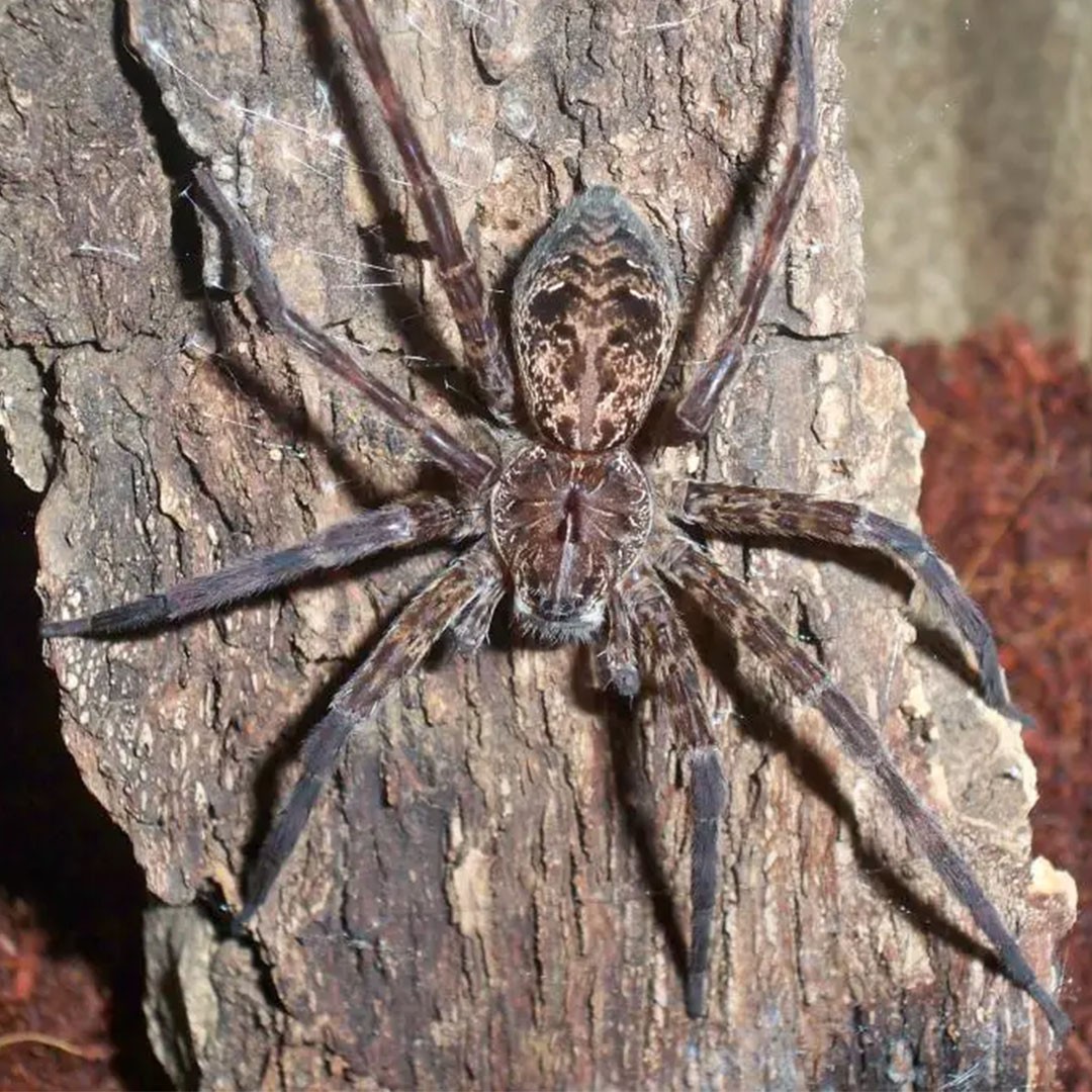 Giant Fishing Spider