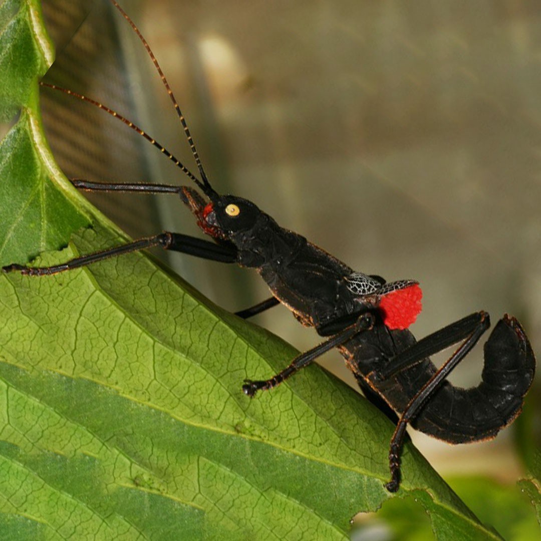 Black Beauty Walking Stick