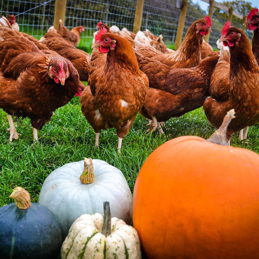 Halloween Chicken