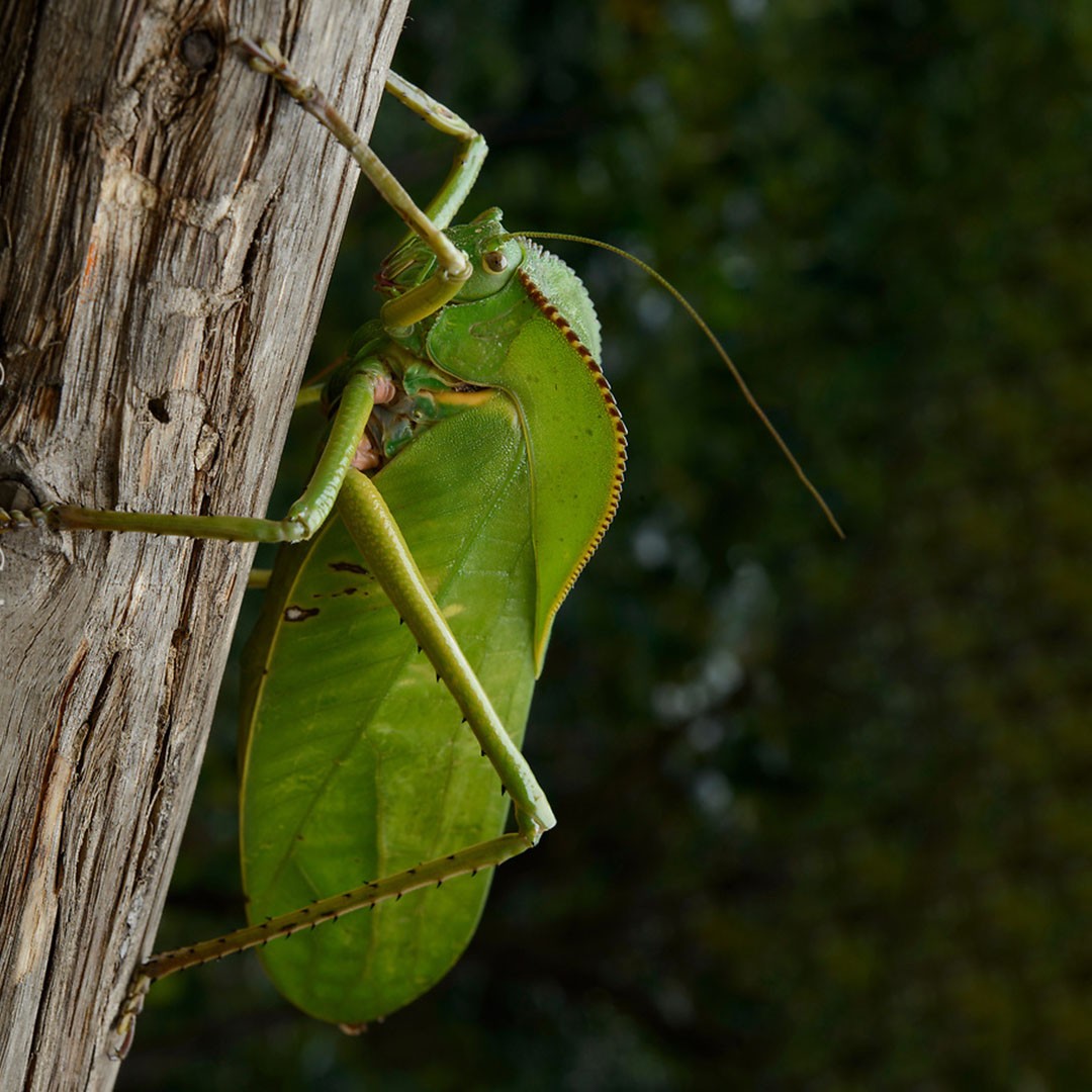 Giant Hooded Katydid