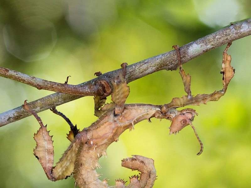 Giant Prickly Stick Insect