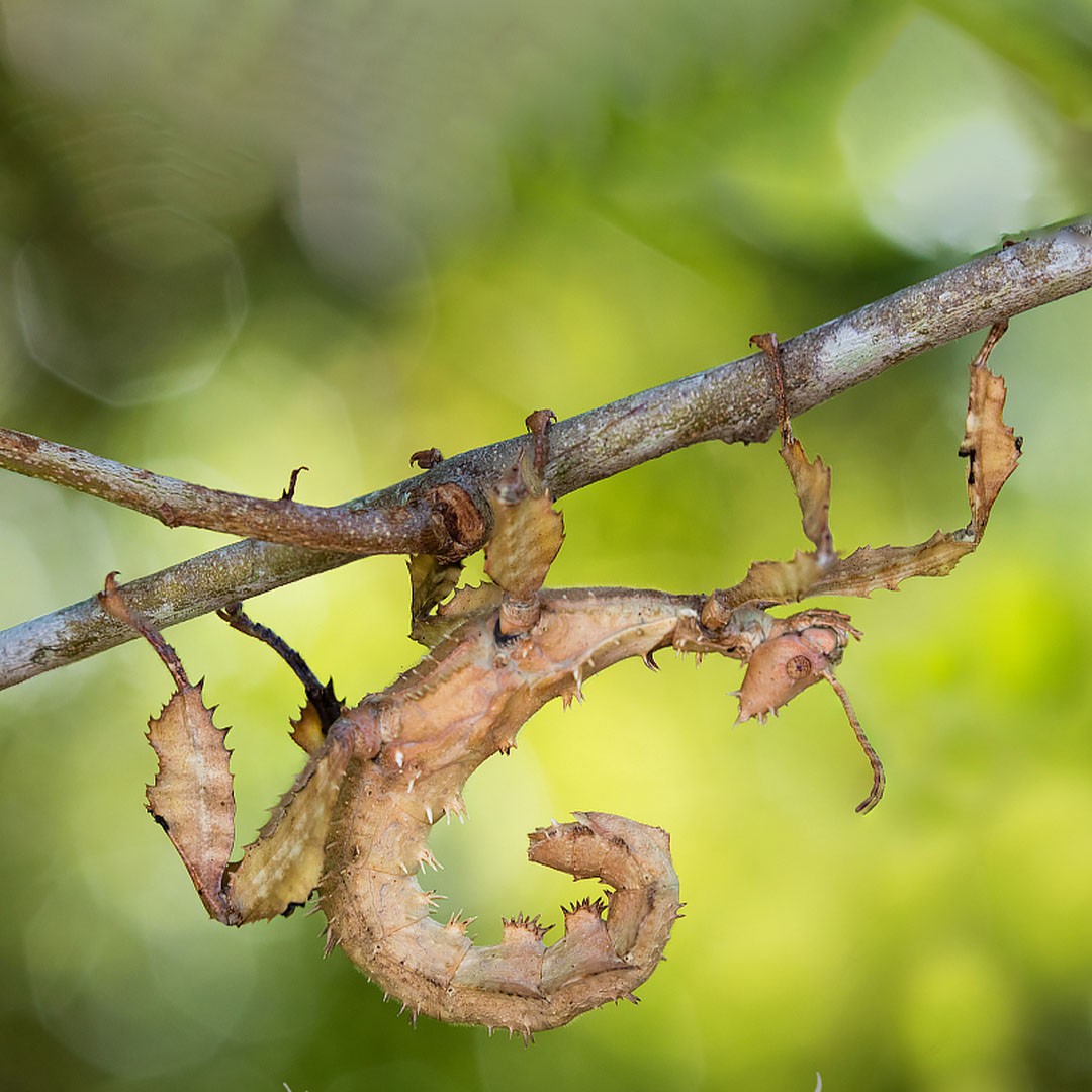 Giant Prickly Stick Insect