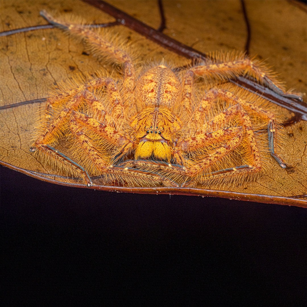 Ziggy Stardust Huntsman Spider