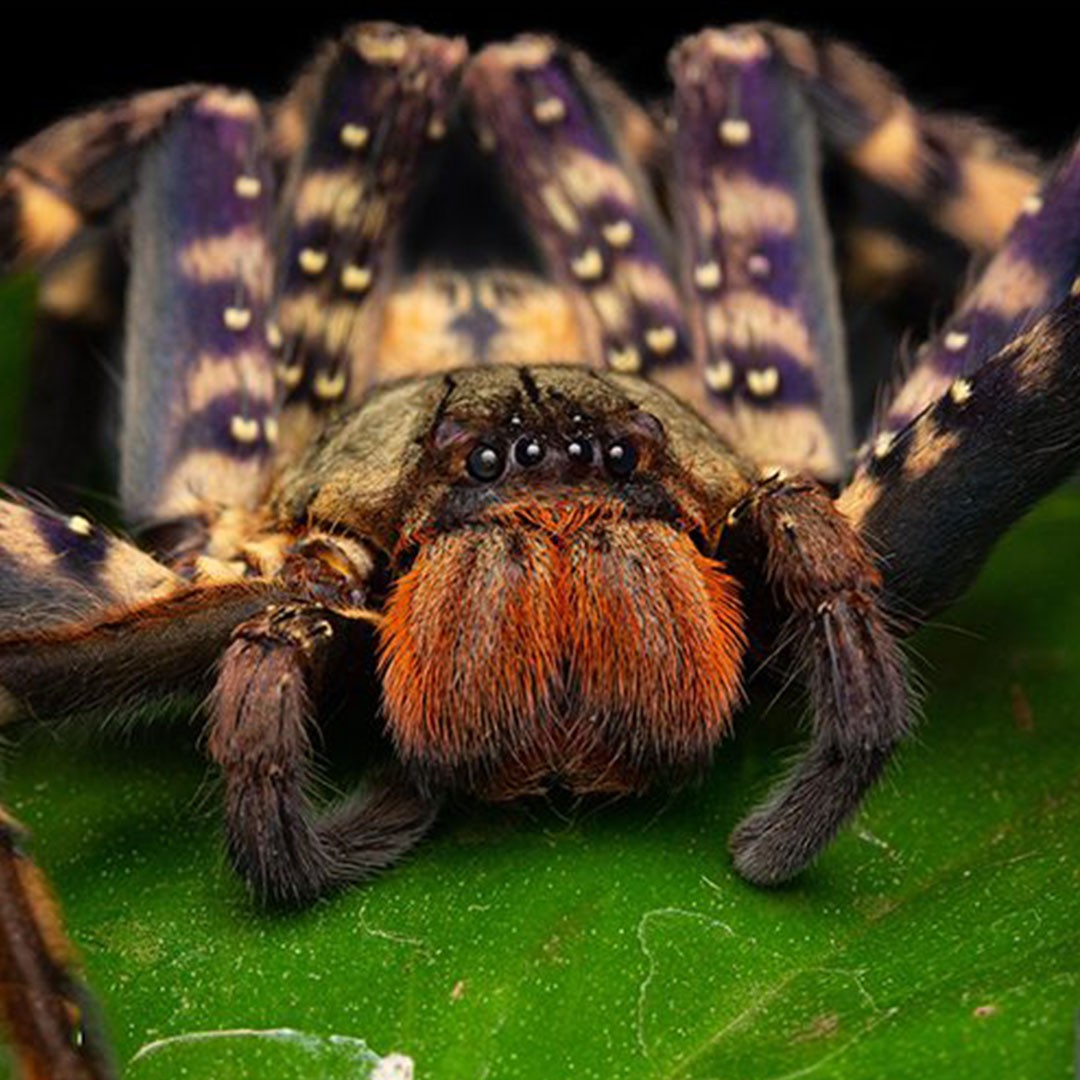 Lightning Huntsman Spider