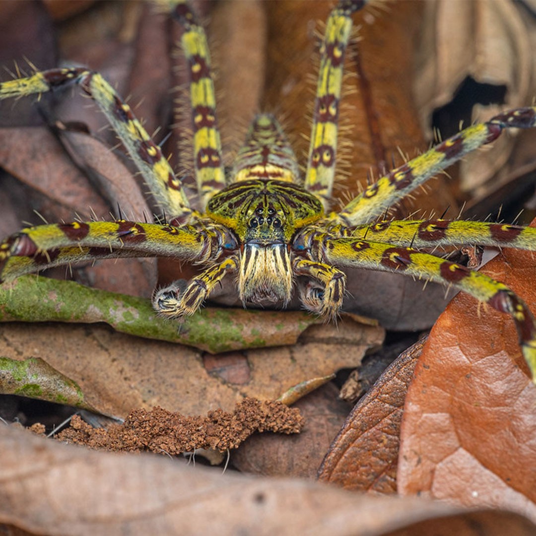 Lichen Huntsman