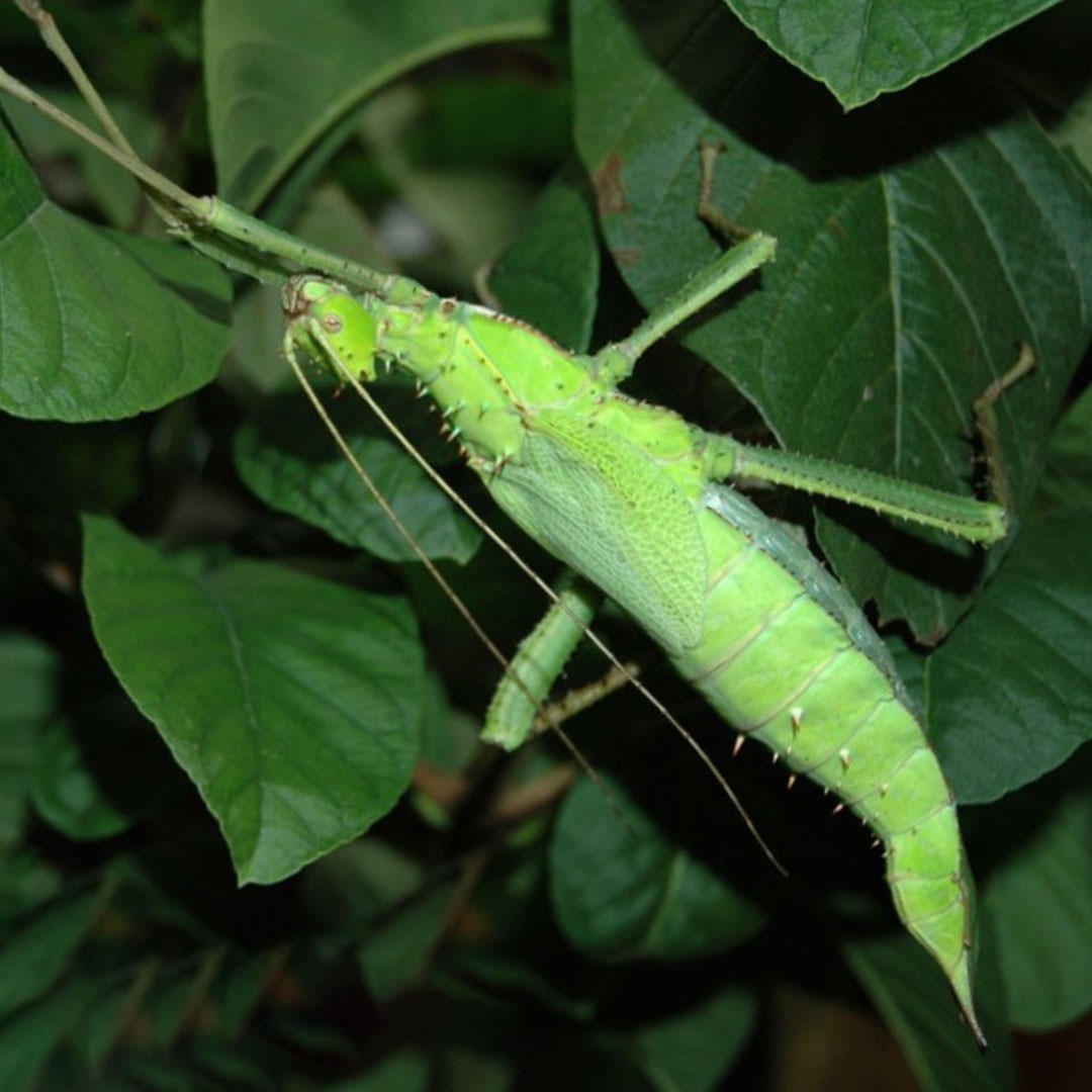 Malaysian Jungle Nymph