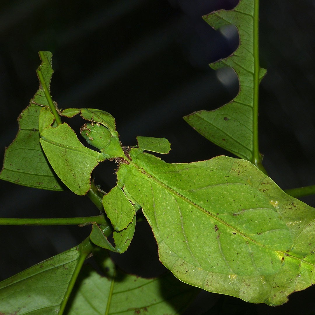 Giant Malaysian Leaf Insect