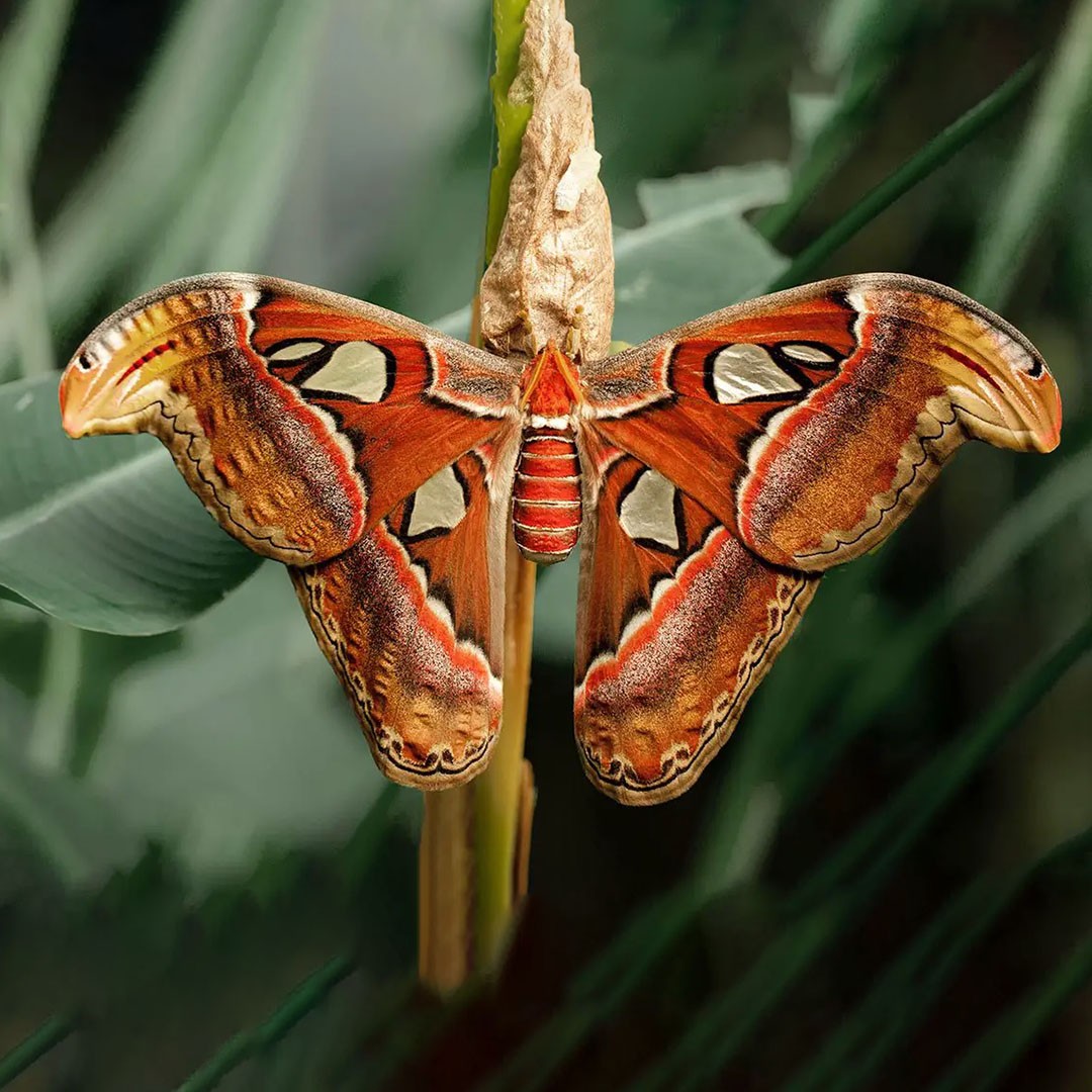 Giant Atlas Moth