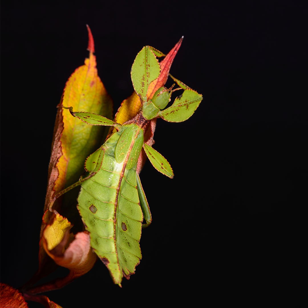 Leaf Insect