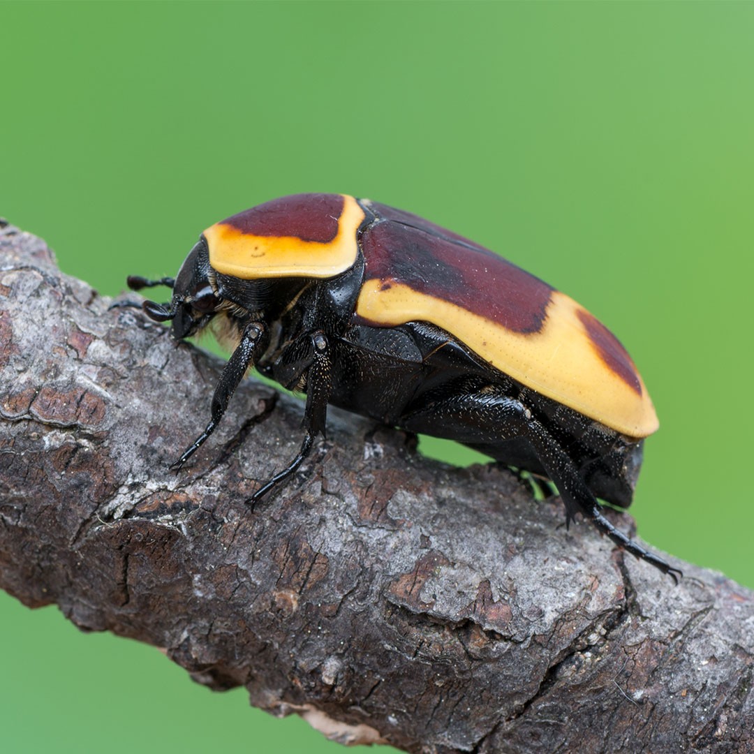 Fruit Beetles