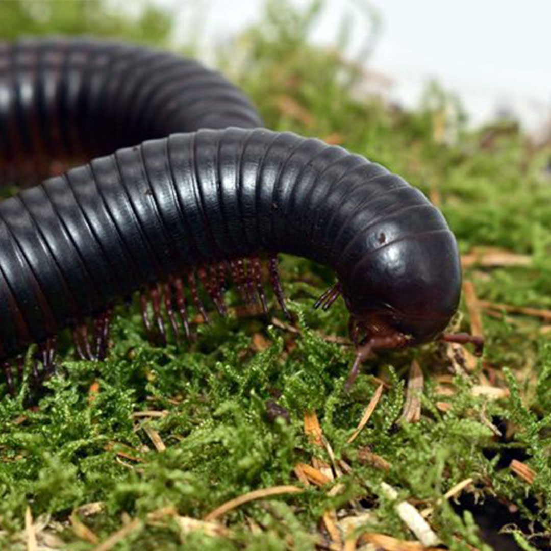 Giant African Millipede