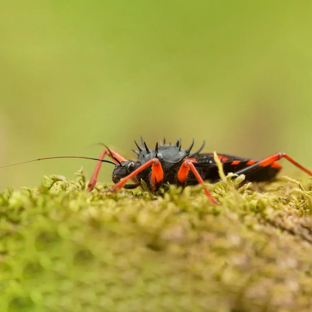 Horrid King Assassin Bug