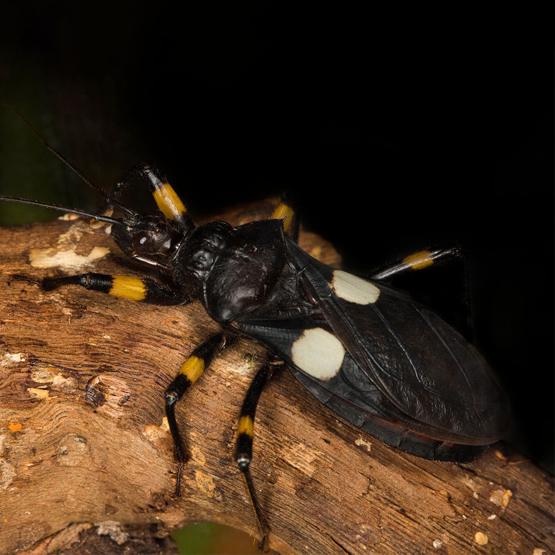 Two-Spotted Assassin Bug