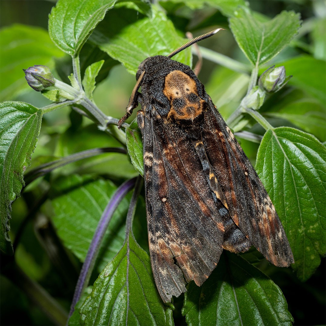 African Death's Head Hawkmoth