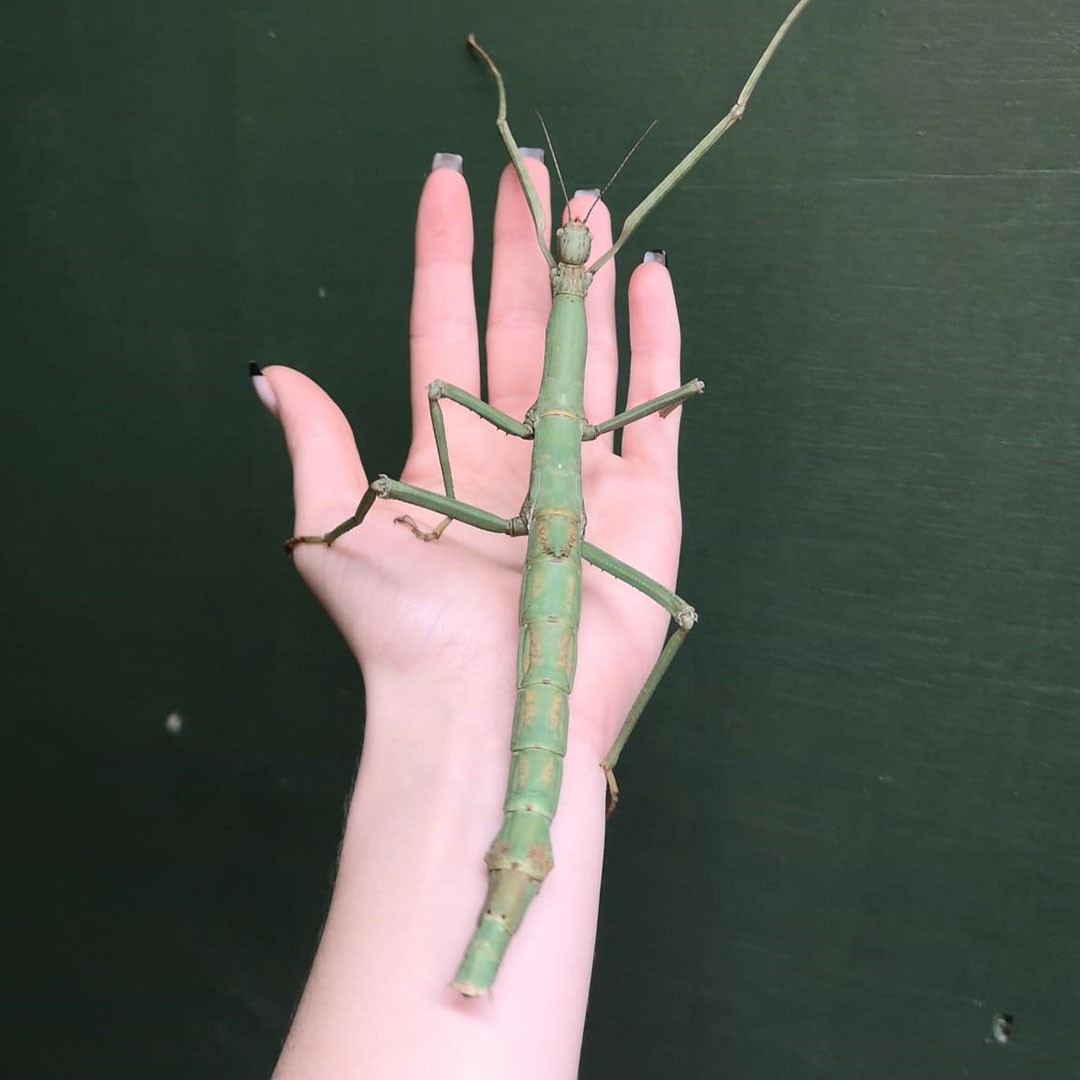 Giant Walking Stick